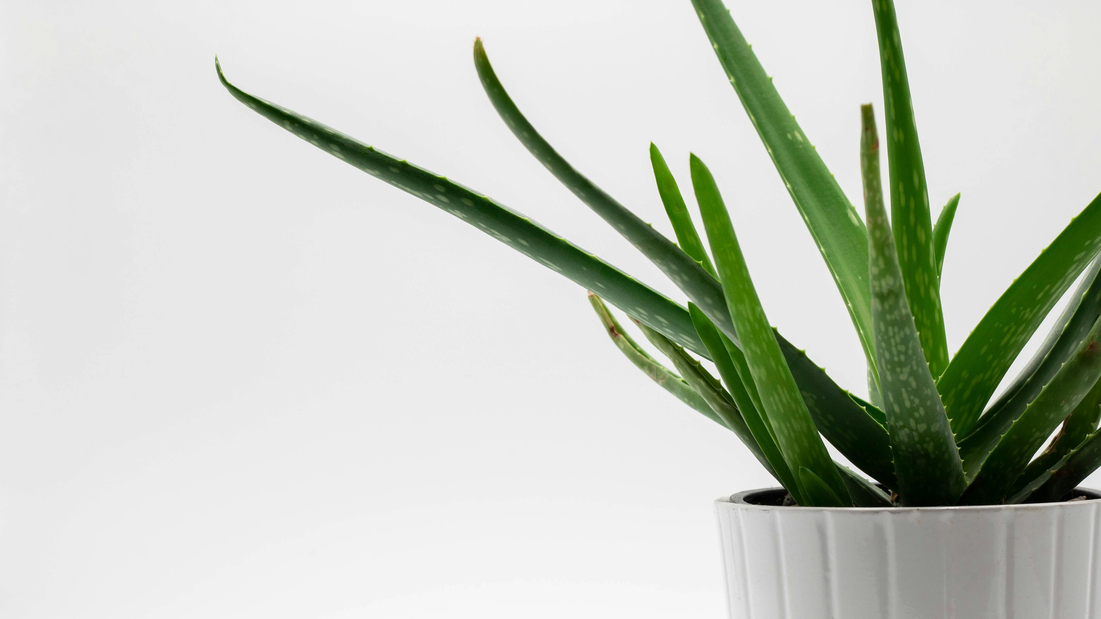 Aloe Vera- planta dedicată faraonilor accesibilă și la ora actuală